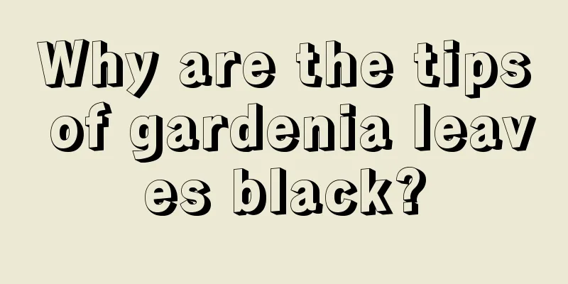 Why are the tips of gardenia leaves black?