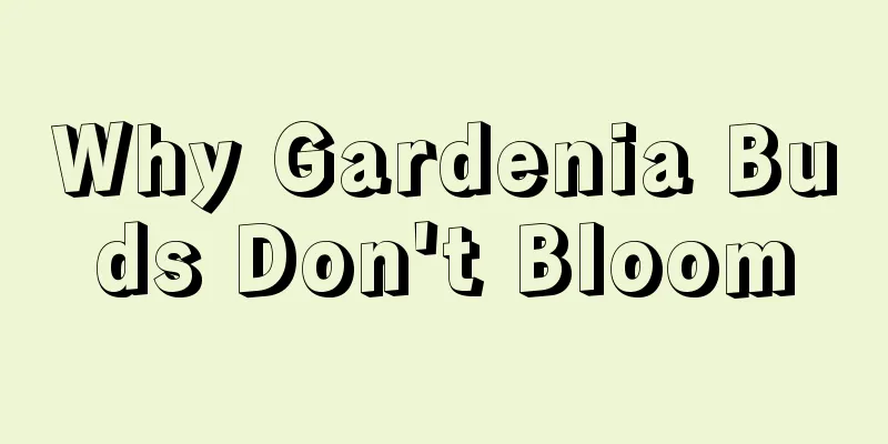 Why Gardenia Buds Don't Bloom