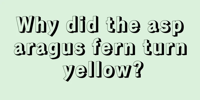 Why did the asparagus fern turn yellow?