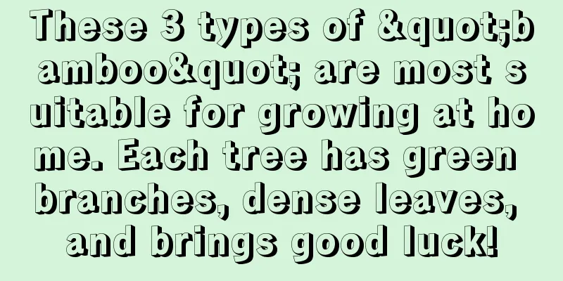 These 3 types of "bamboo" are most suitable for growing at home. Each tree has green branches, dense leaves, and brings good luck!