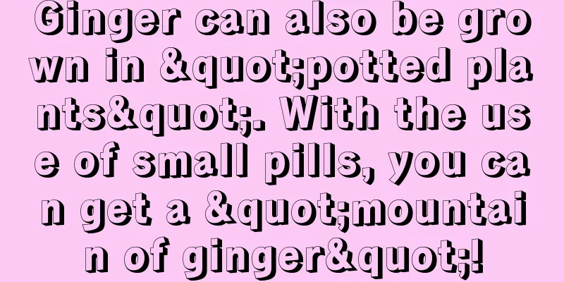 Ginger can also be grown in "potted plants". With the use of small pills, you can get a "mountain of ginger"!