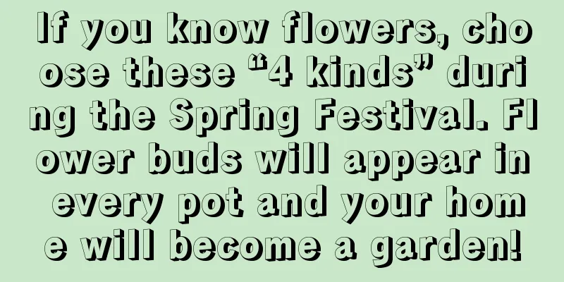 If you know flowers, choose these “4 kinds” during the Spring Festival. Flower buds will appear in every pot and your home will become a garden!