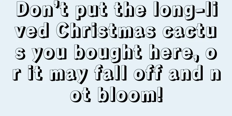 Don’t put the long-lived Christmas cactus you bought here, or it may fall off and not bloom!