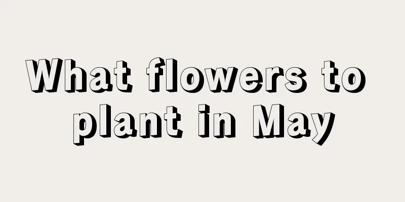 What flowers to plant in May