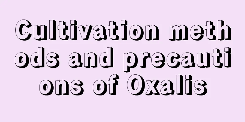 Cultivation methods and precautions of Oxalis