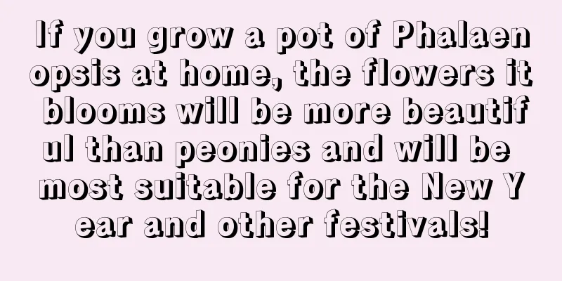 If you grow a pot of Phalaenopsis at home, the flowers it blooms will be more beautiful than peonies and will be most suitable for the New Year and other festivals!