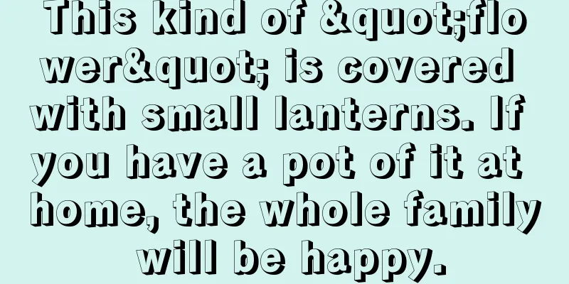 This kind of "flower" is covered with small lanterns. If you have a pot of it at home, the whole family will be happy.