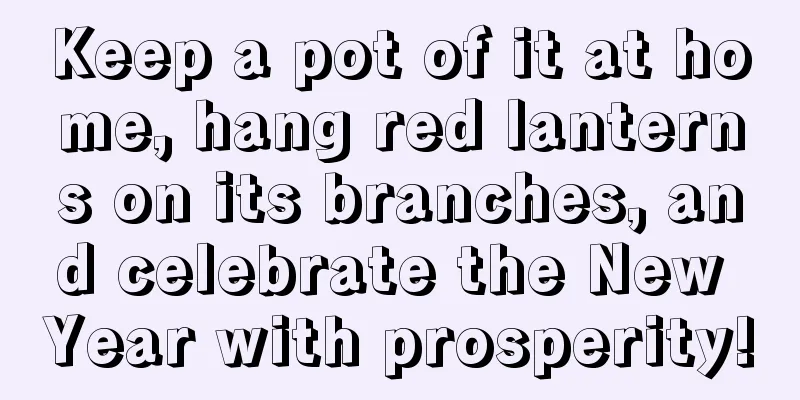 Keep a pot of it at home, hang red lanterns on its branches, and celebrate the New Year with prosperity!