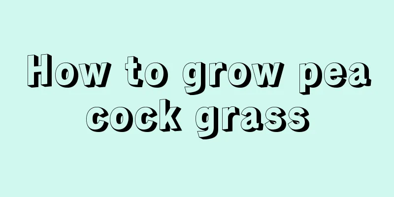 How to grow peacock grass