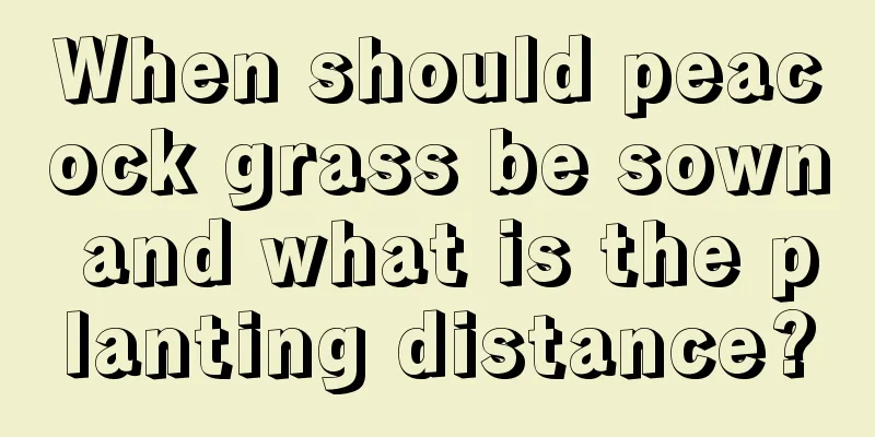 When should peacock grass be sown and what is the planting distance?