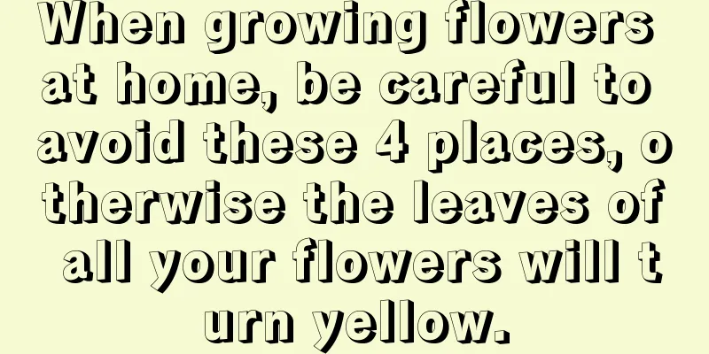 When growing flowers at home, be careful to avoid these 4 places, otherwise the leaves of all your flowers will turn yellow.