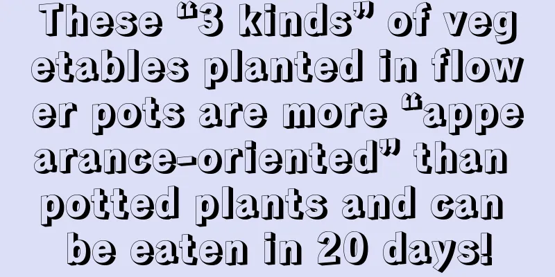 These “3 kinds” of vegetables planted in flower pots are more “appearance-oriented” than potted plants and can be eaten in 20 days!