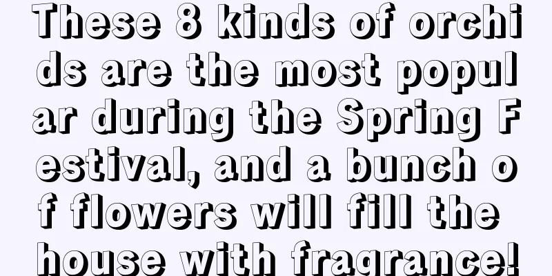 These 8 kinds of orchids are the most popular during the Spring Festival, and a bunch of flowers will fill the house with fragrance!