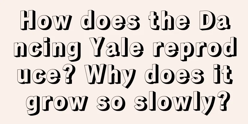 How does the Dancing Yale reproduce? Why does it grow so slowly?