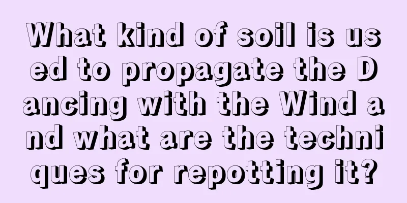 What kind of soil is used to propagate the Dancing with the Wind and what are the techniques for repotting it?