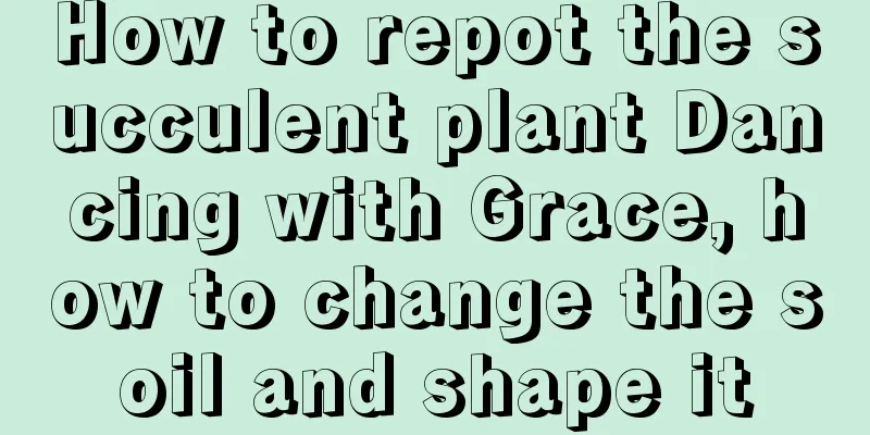 How to repot the succulent plant Dancing with Grace, how to change the soil and shape it