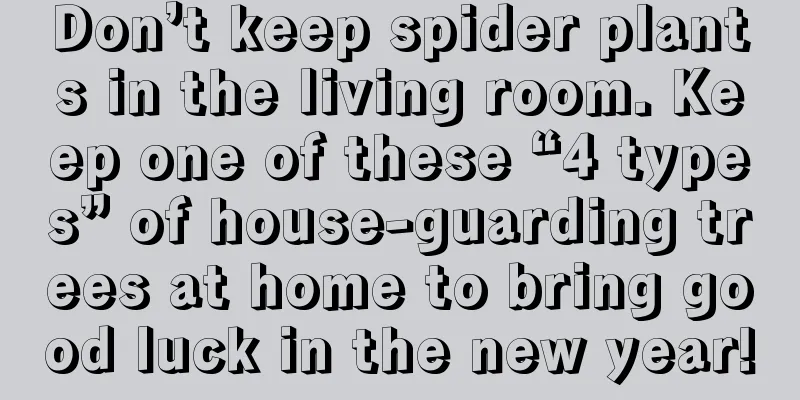 Don’t keep spider plants in the living room. Keep one of these “4 types” of house-guarding trees at home to bring good luck in the new year!