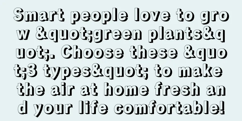 Smart people love to grow "green plants". Choose these "3 types" to make the air at home fresh and your life comfortable!