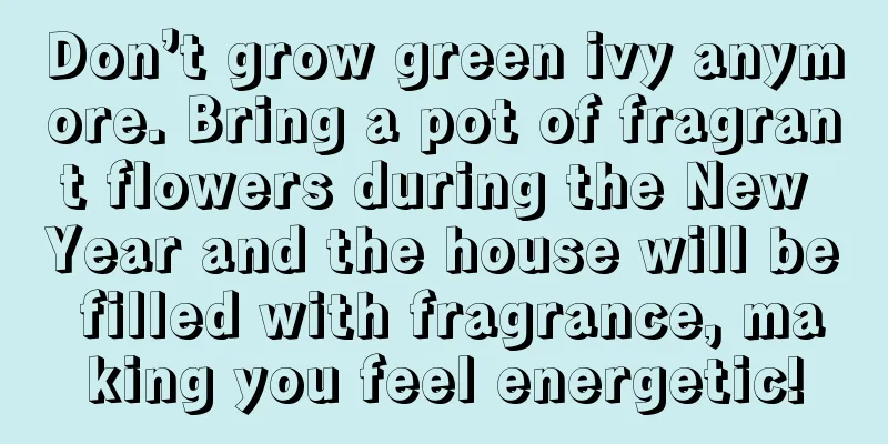 Don’t grow green ivy anymore. Bring a pot of fragrant flowers during the New Year and the house will be filled with fragrance, making you feel energetic!