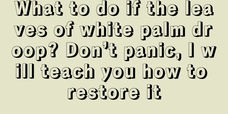 What to do if the leaves of white palm droop? Don’t panic, I will teach you how to restore it