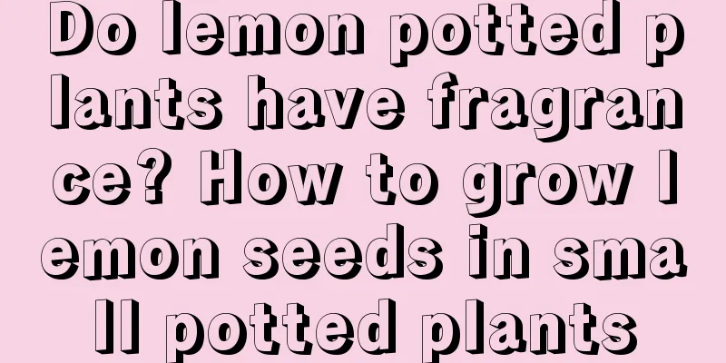 Do lemon potted plants have fragrance? How to grow lemon seeds in small potted plants