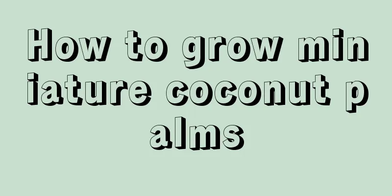 How to grow miniature coconut palms