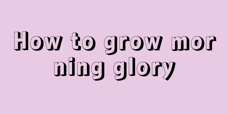 How to grow morning glory