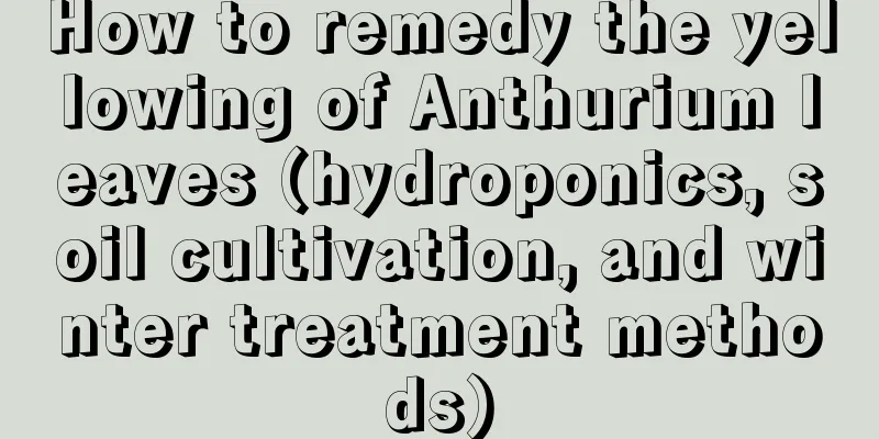 How to remedy the yellowing of Anthurium leaves (hydroponics, soil cultivation, and winter treatment methods)