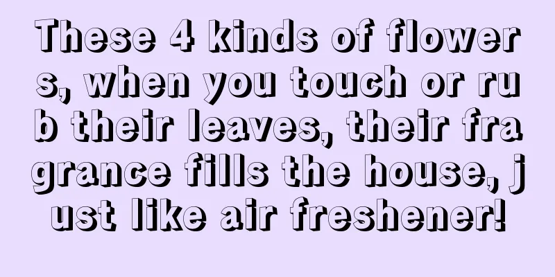 These 4 kinds of flowers, when you touch or rub their leaves, their fragrance fills the house, just like air freshener!