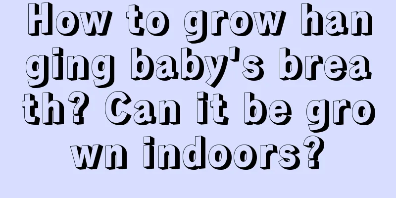 How to grow hanging baby's breath? Can it be grown indoors?