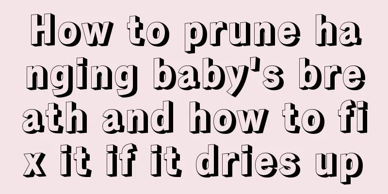 How to prune hanging baby's breath and how to fix it if it dries up