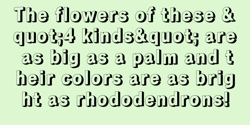 The flowers of these "4 kinds" are as big as a palm and their colors are as bright as rhododendrons!