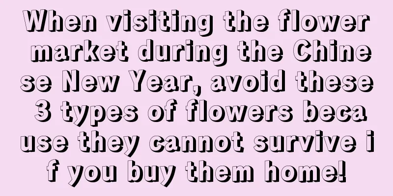 When visiting the flower market during the Chinese New Year, avoid these 3 types of flowers because they cannot survive if you buy them home!