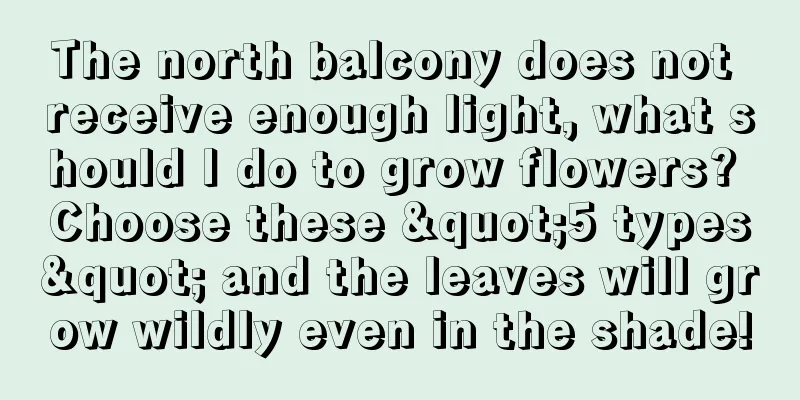 The north balcony does not receive enough light, what should I do to grow flowers? Choose these "5 types" and the leaves will grow wildly even in the shade!