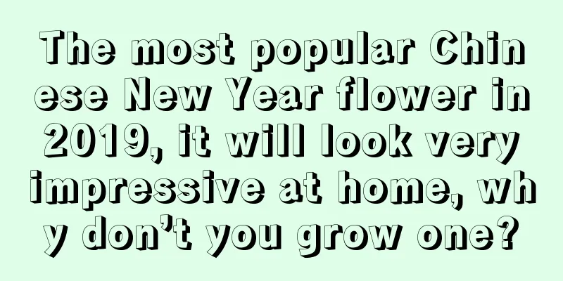 The most popular Chinese New Year flower in 2019, it will look very impressive at home, why don’t you grow one?