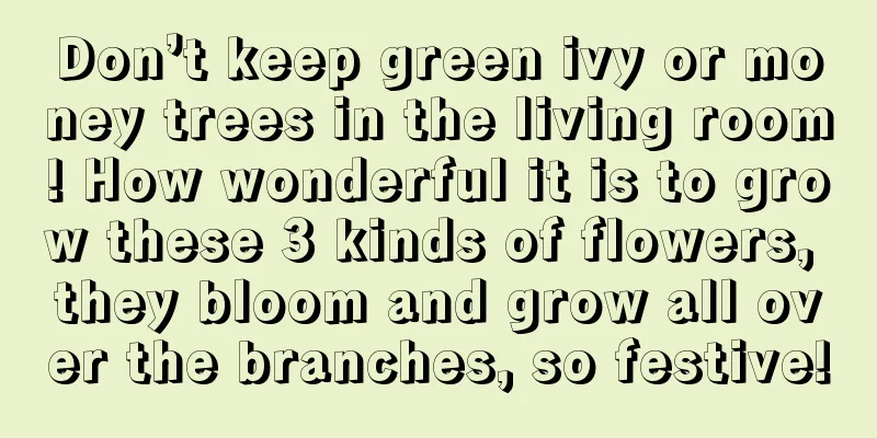 Don’t keep green ivy or money trees in the living room! How wonderful it is to grow these 3 kinds of flowers, they bloom and grow all over the branches, so festive!