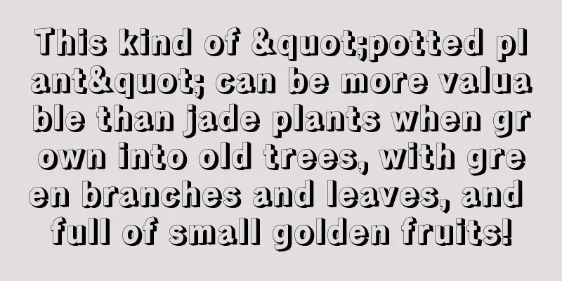 This kind of "potted plant" can be more valuable than jade plants when grown into old trees, with green branches and leaves, and full of small golden fruits!