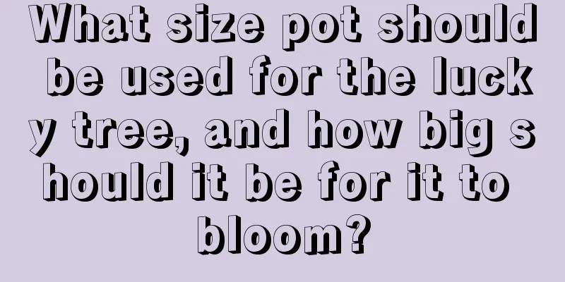 What size pot should be used for the lucky tree, and how big should it be for it to bloom?