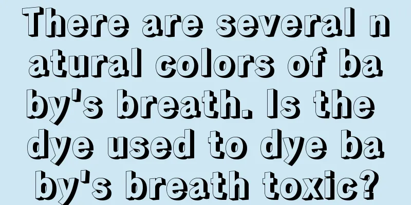 There are several natural colors of baby's breath. Is the dye used to dye baby's breath toxic?