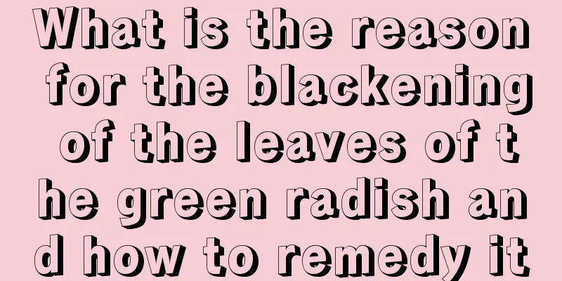 What is the reason for the blackening of the leaves of the green radish and how to remedy it