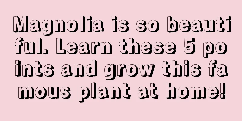 Magnolia is so beautiful. Learn these 5 points and grow this famous plant at home!