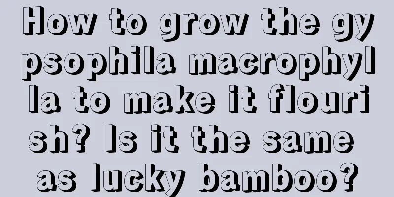 How to grow the gypsophila macrophylla to make it flourish? Is it the same as lucky bamboo?