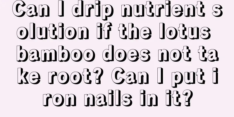 Can I drip nutrient solution if the lotus bamboo does not take root? Can I put iron nails in it?