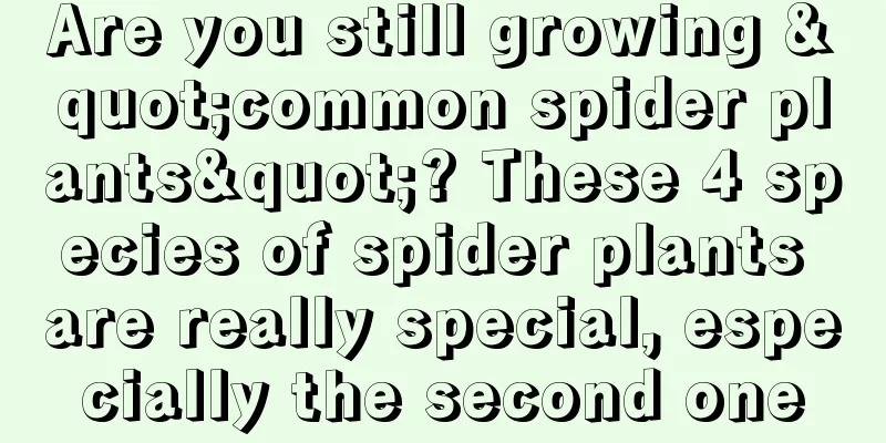 Are you still growing "common spider plants"? These 4 species of spider plants are really special, especially the second one