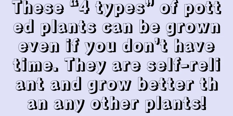 These “4 types” of potted plants can be grown even if you don’t have time. They are self-reliant and grow better than any other plants!