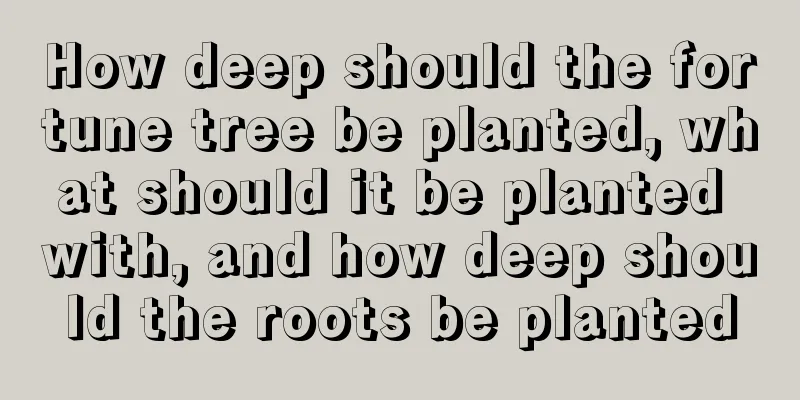 How deep should the fortune tree be planted, what should it be planted with, and how deep should the roots be planted