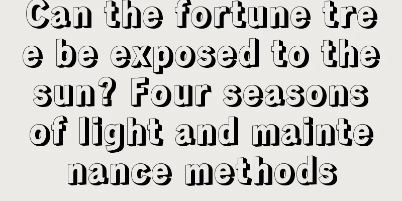 Can the fortune tree be exposed to the sun? Four seasons of light and maintenance methods