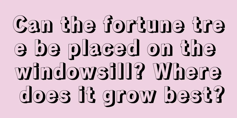 Can the fortune tree be placed on the windowsill? Where does it grow best?