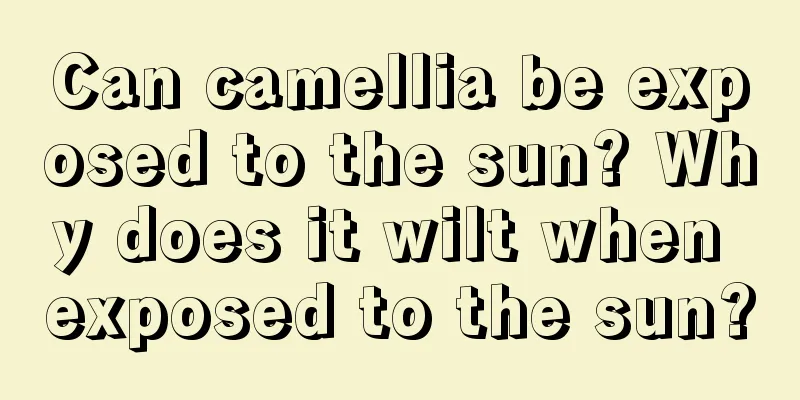 Can camellia be exposed to the sun? Why does it wilt when exposed to the sun?