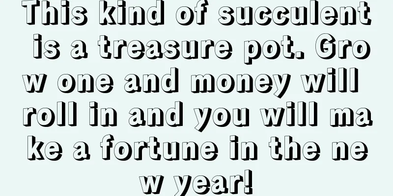 This kind of succulent is a treasure pot. Grow one and money will roll in and you will make a fortune in the new year!